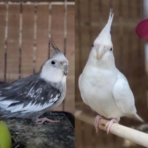 원피스) 이무 앵무새 썰 오만가지가 다 있네ㅋㅋㅋ_4.webp