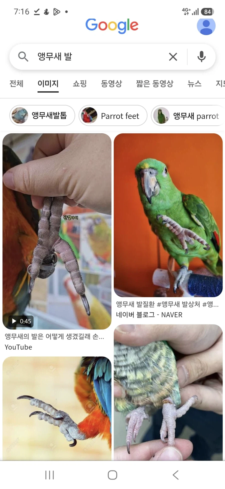 원피스 앵무새설 이런 추측도 있는데_2.webp