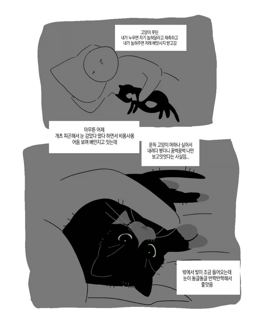 좋아요에 사료받는 고양이.jpg 이미지 21