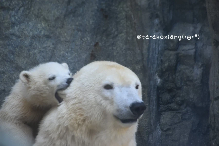 북극곰 3컷만화_1.webp