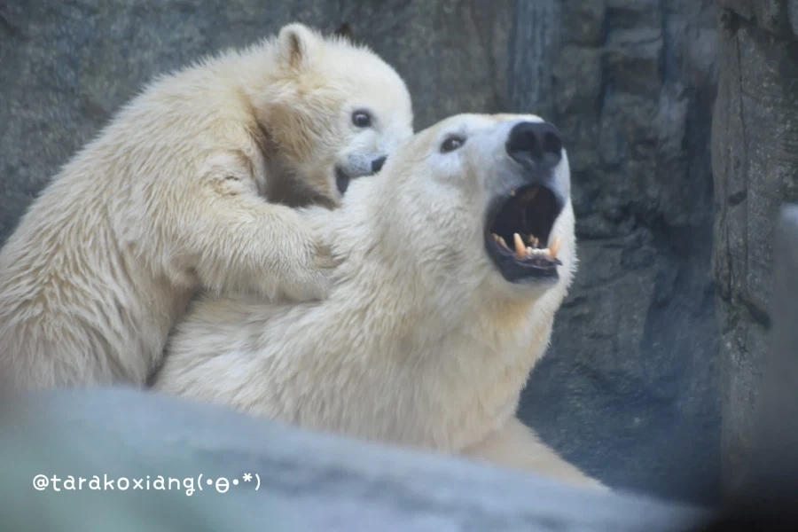북극곰 3컷만화_2.webp