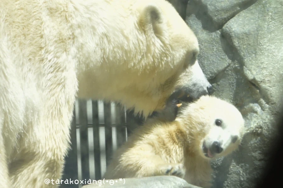 북극곰 3컷만화_3.webp