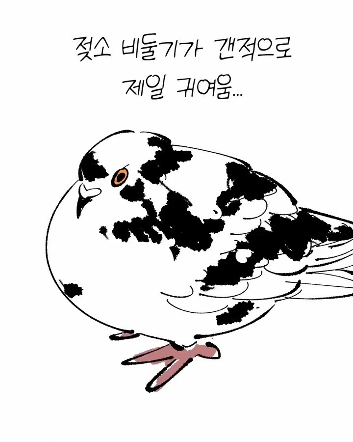 비둘기가 너무 귀여운 만화 - 이미지 7