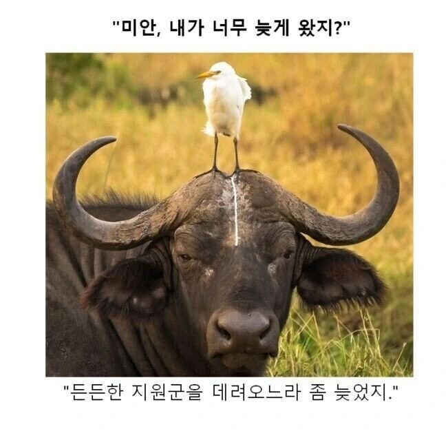 만화대사 클리셰 모음 - 이미지 5