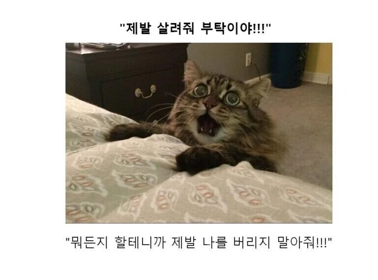 만화대사 클리셰 모음 - 이미지 12