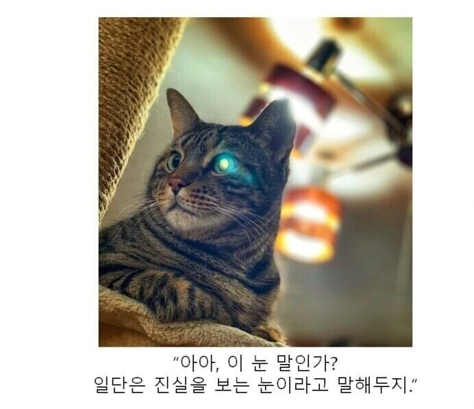 만화대사 클리셰 모음 - 이미지 14