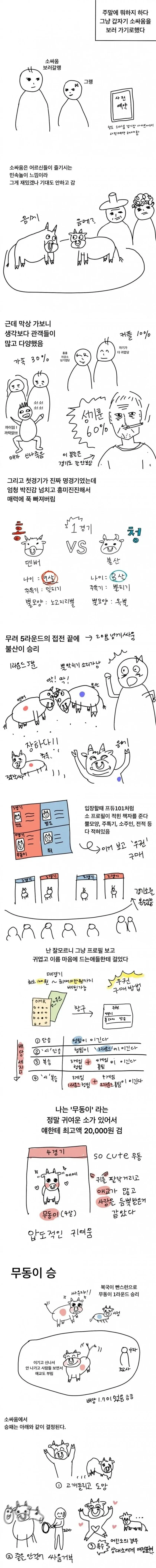청도 소싸움 후기 만화