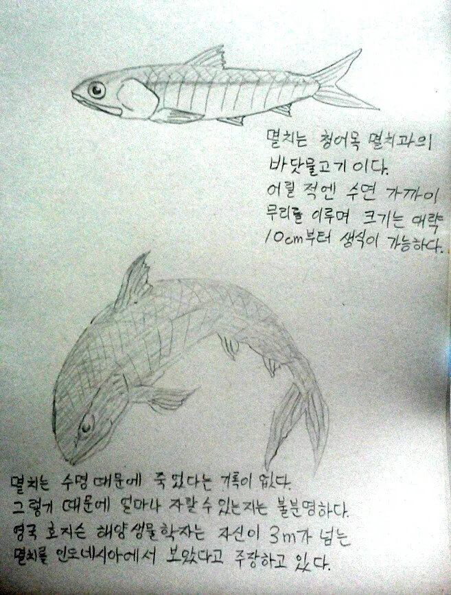 멸치의 신비.manga