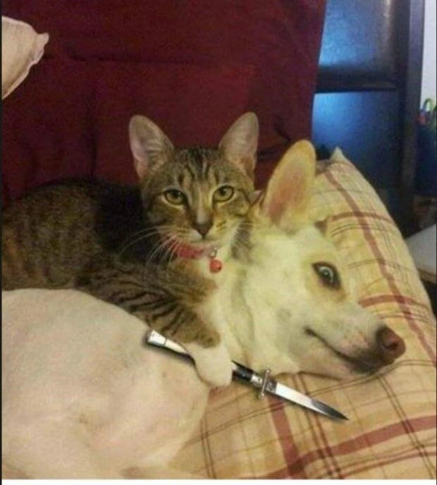 개, 고양이 앙숙은 만화적 허구, 포용력 넓은 고양이 때문에 사이 좋음