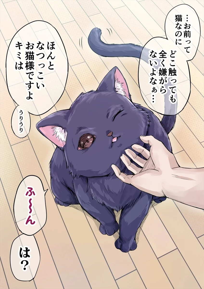 ㅎㅂ) 니트닌자 작가가 그린 고양이 모음집 - 이미지 5