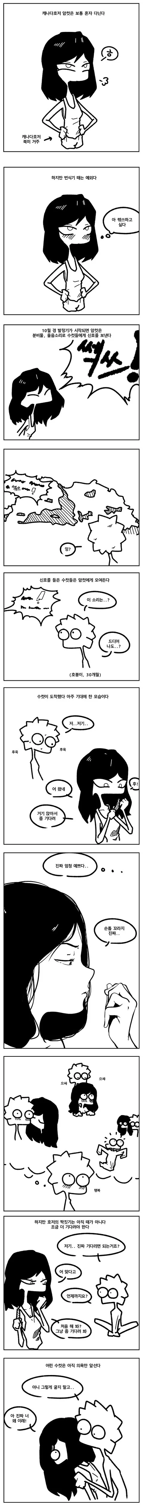 호저들의 은밀한 ㅇㅅ 규칙 만화