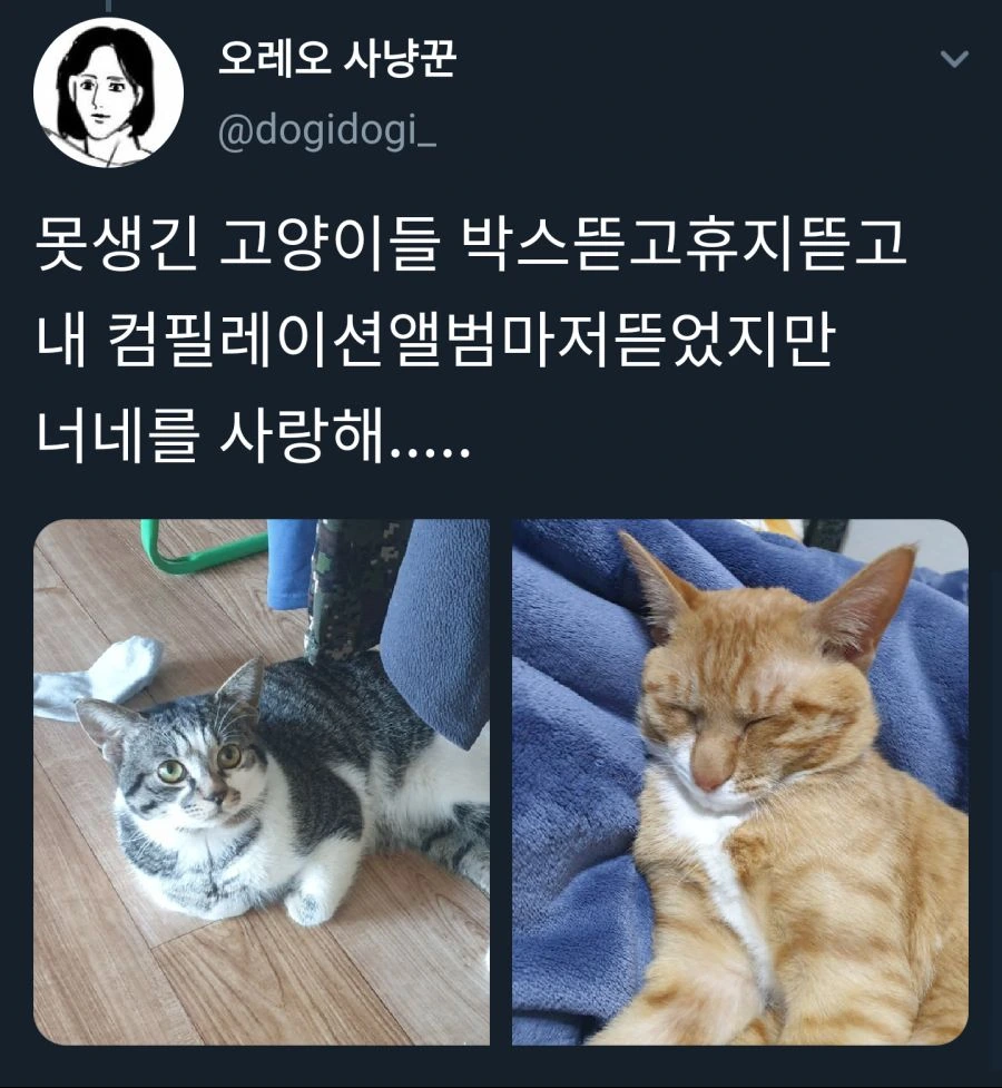 고양이어 번역앱 써본.manhwa - 이미지 6