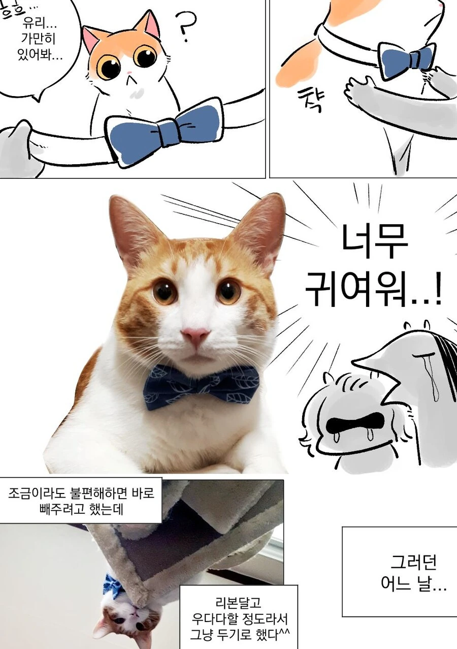 고양이한테 리본 목걸이 해주는 만화 - 이미지 2