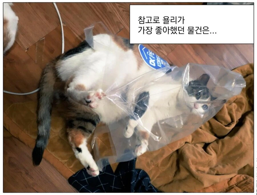 고양이한테 리본 목걸이 해주는 만화 - 이미지 4