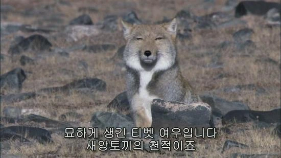 티벳여우 같은 여자 친구 만화 - 이미지 13