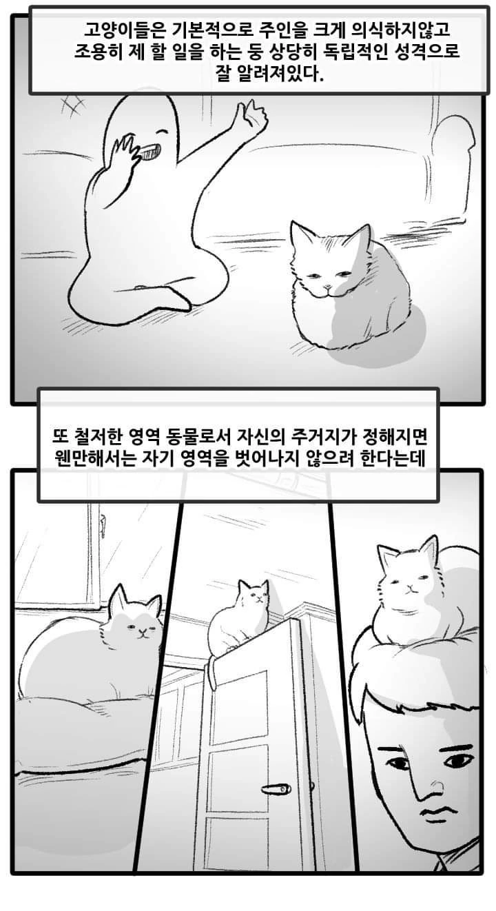 고양이 산책하는 만화.manga