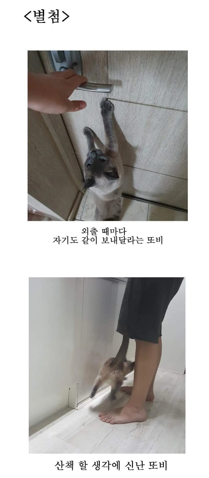 고양이 산책하는 만화.manga - 이미지 31