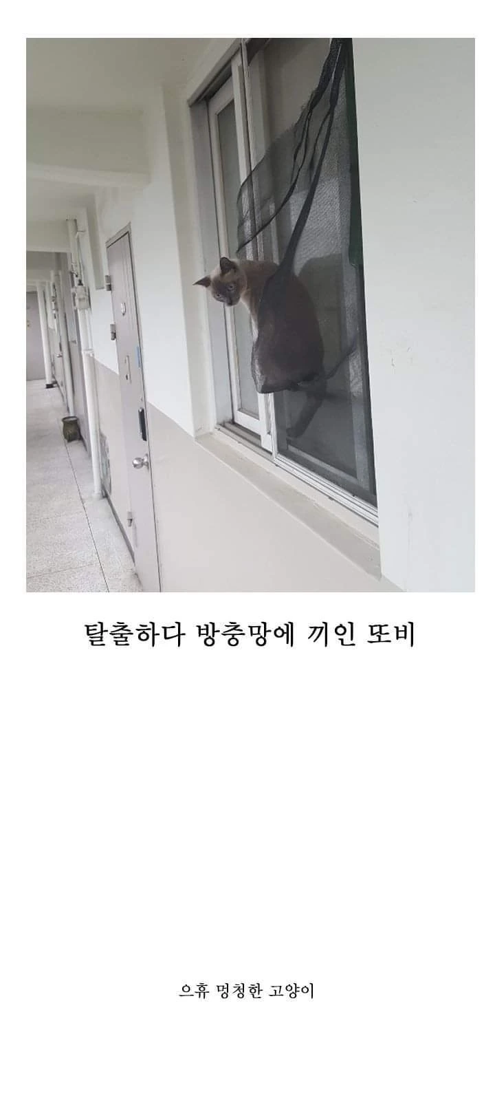 고양이 산책하는 만화.manga - 이미지 33