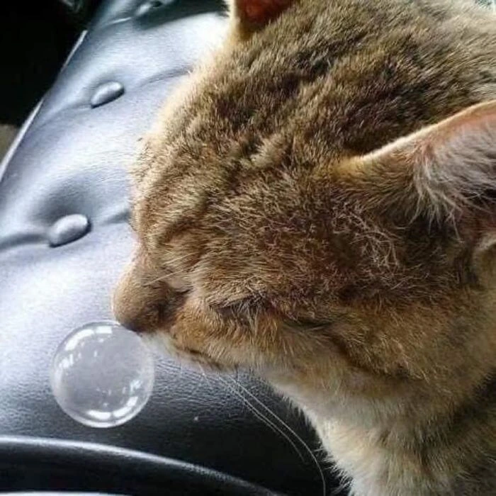 만화같이 자는 고양이