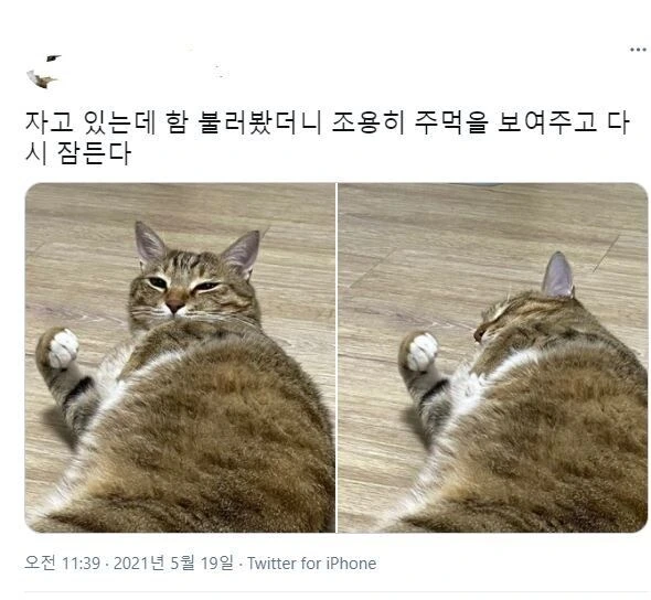 프리코네)자고있는 캬루 깨우기
