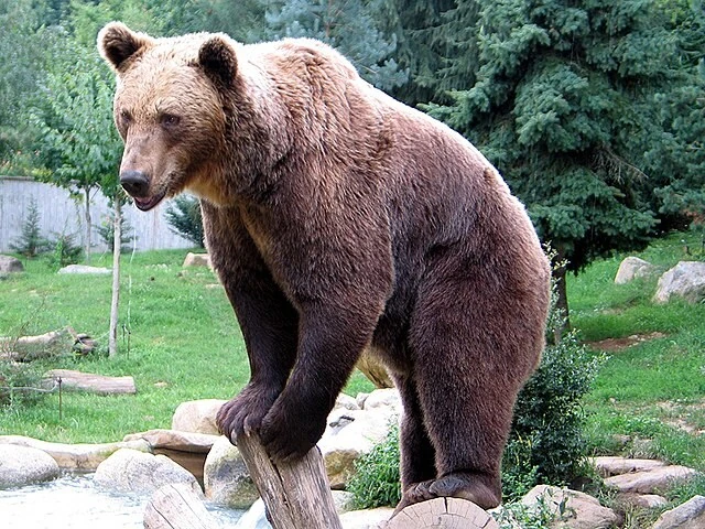 죠죠) "곰이다! 죽은척하세요!!